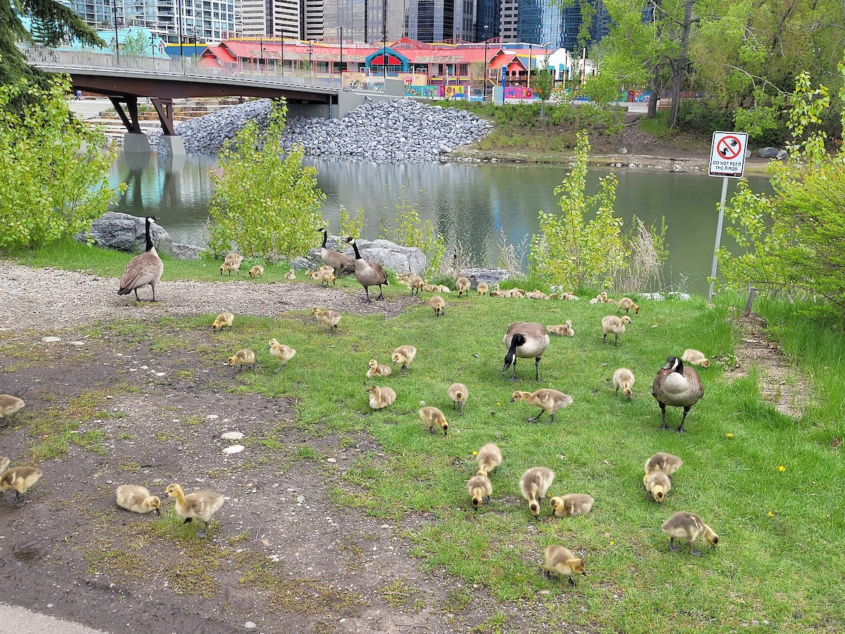 Canada Goose - ML620283278