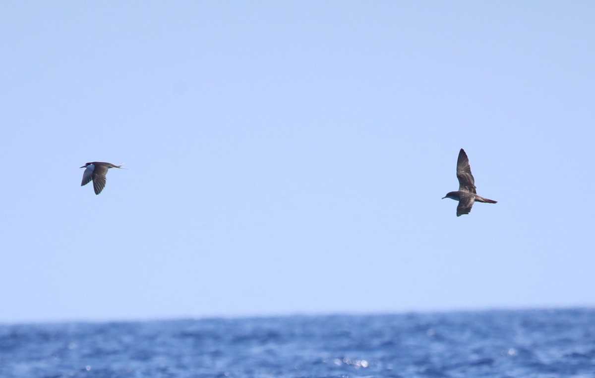 Wedge-tailed Shearwater - ML620283282