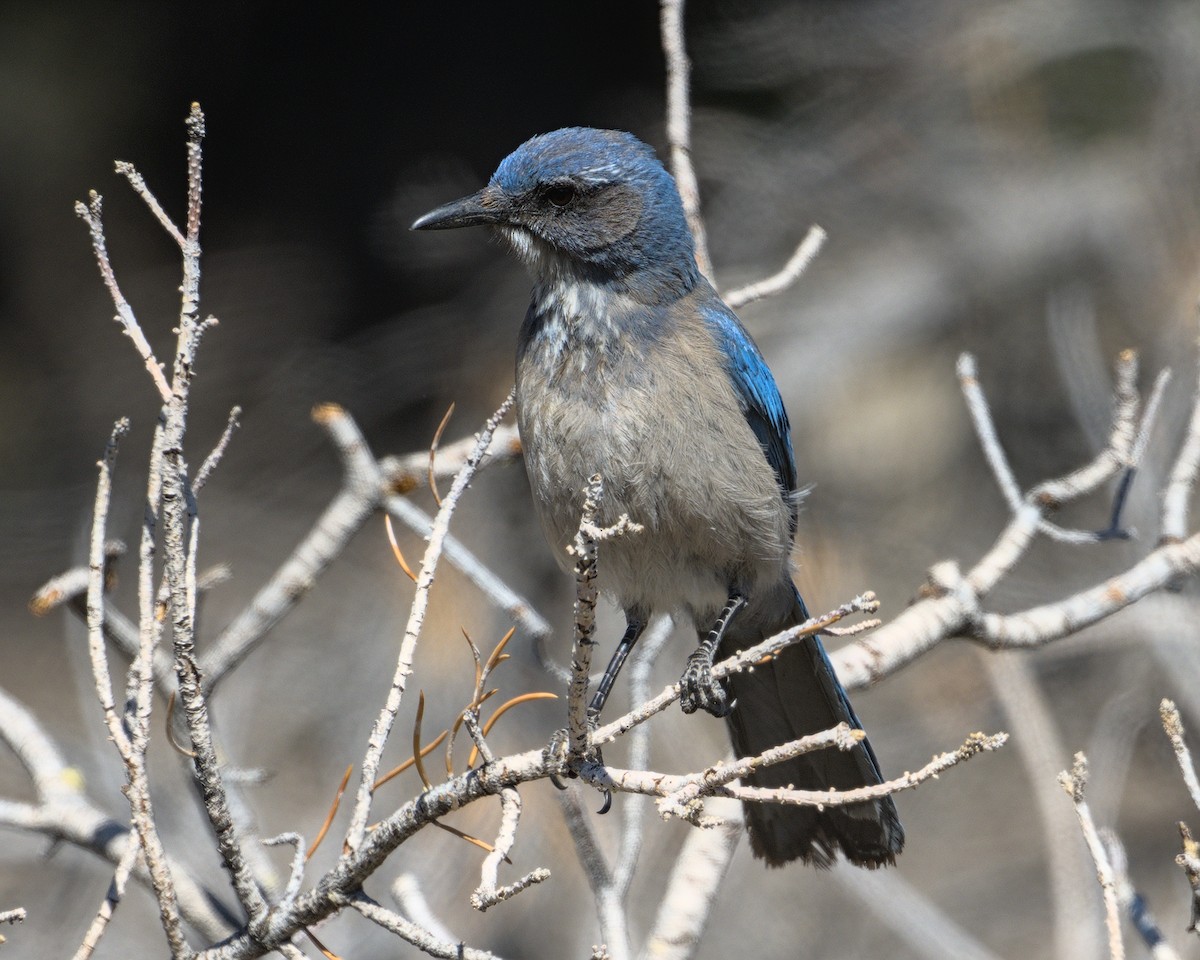 Woodhouse's Scrub-Jay - ML620283290