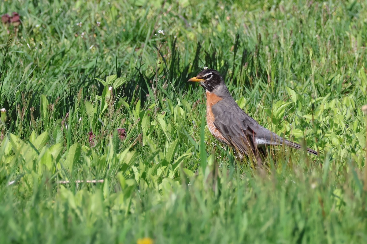 American Robin - ML620283291