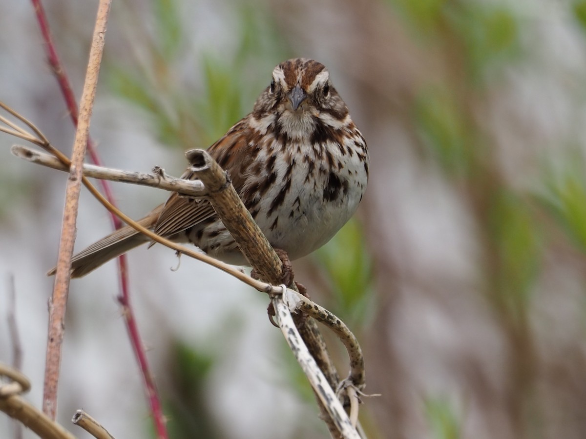 Song Sparrow - ML620283300