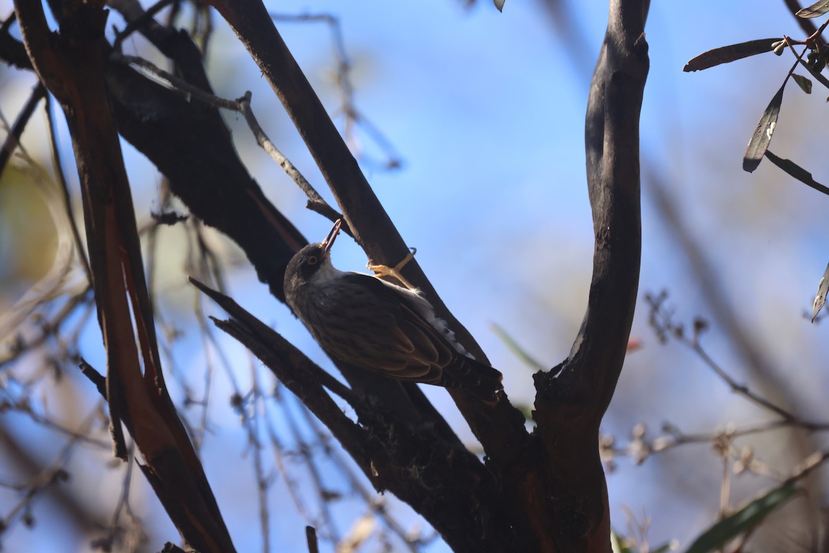 Varied Sittella - ML620283302