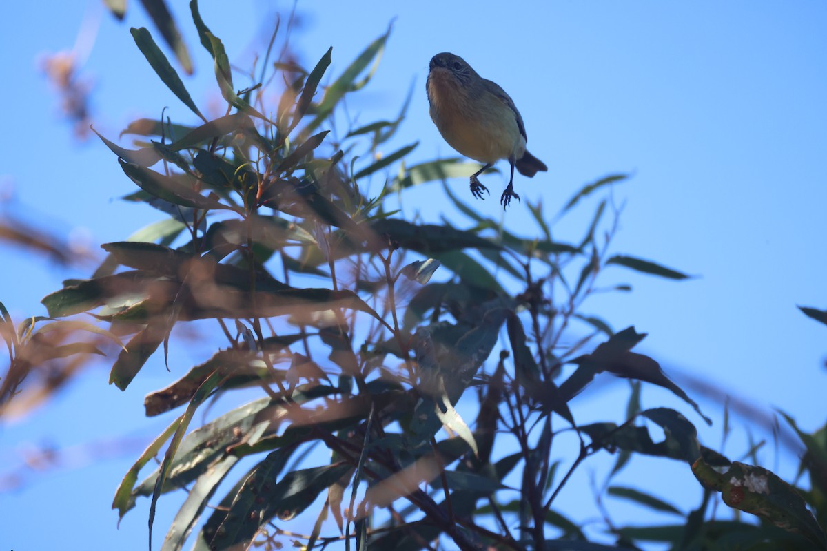 Varied Sittella - ML620283303