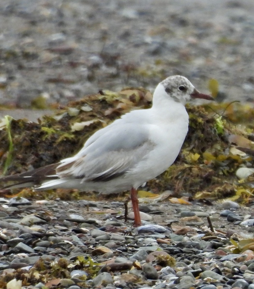 Mouette rieuse - ML620283305