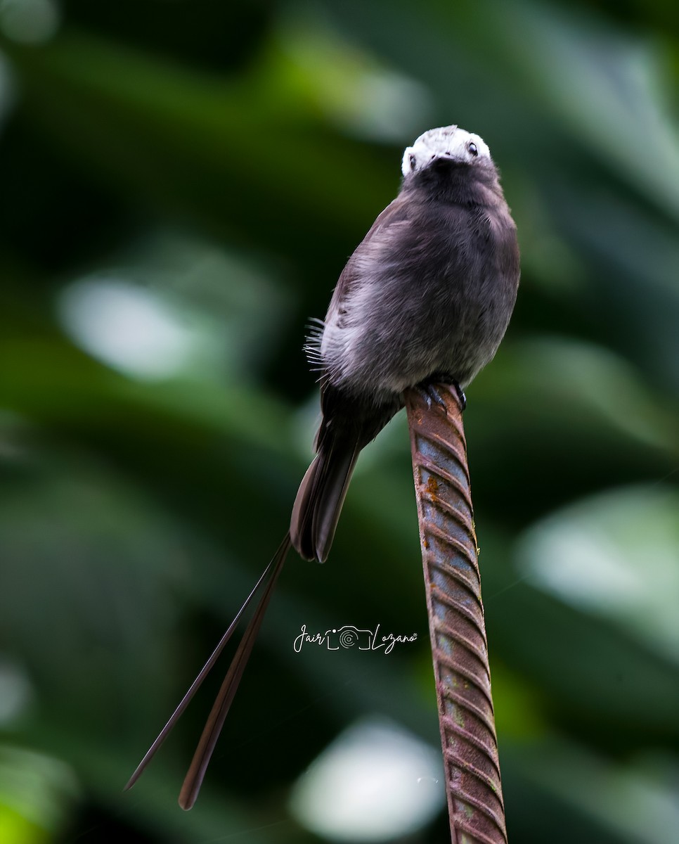 Long-tailed Tyrant - ML620283307