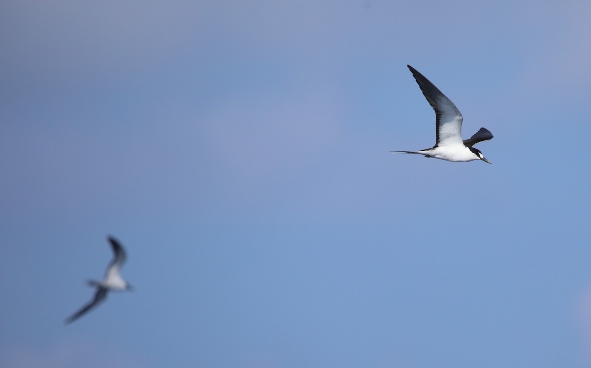 Sooty Tern - ML620283308