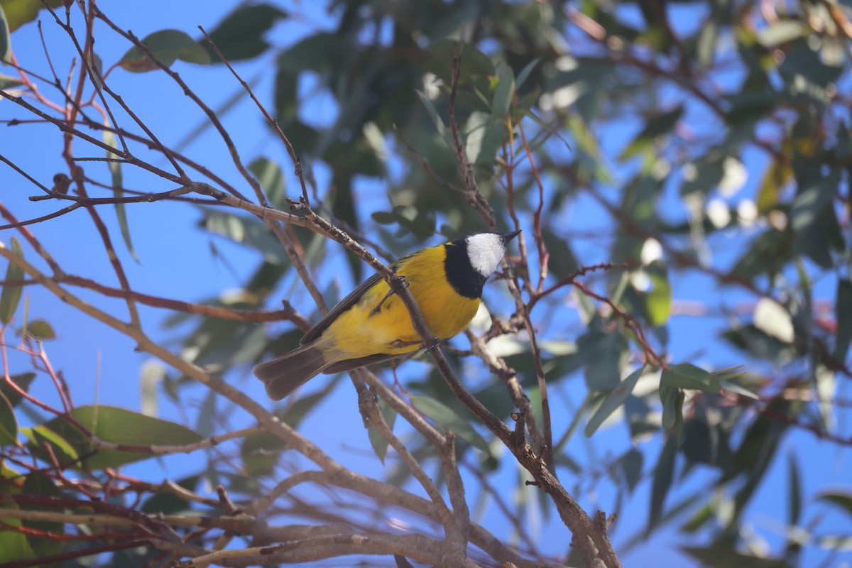 Golden Whistler - GEOFFREY SHINKFIELD