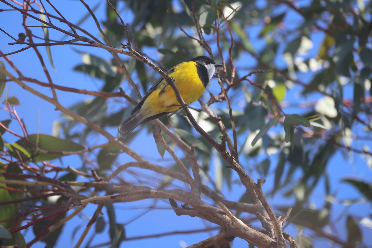 Golden Whistler - ML620283313