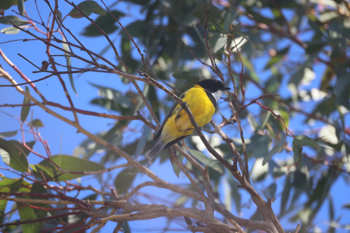 Golden Whistler - ML620283314