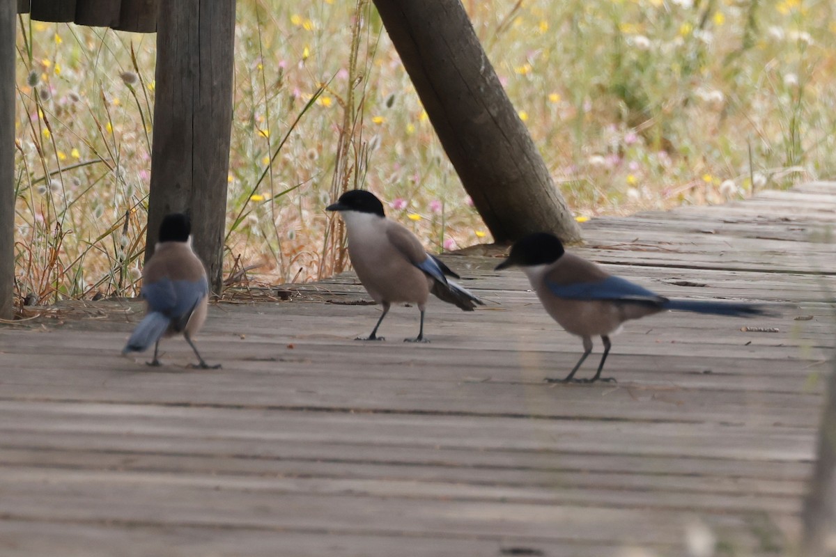 Iberian Magpie - ML620283322