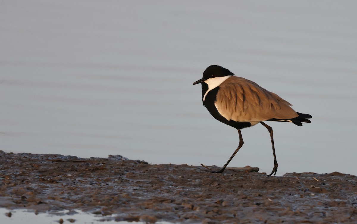 Spur-winged Lapwing - ML620283348