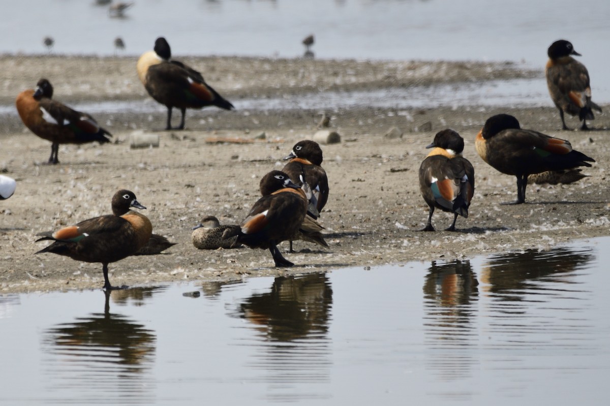 Australian Shelduck - ML620283352