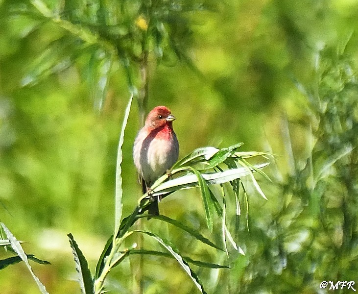 Common Rosefinch - ML620283360