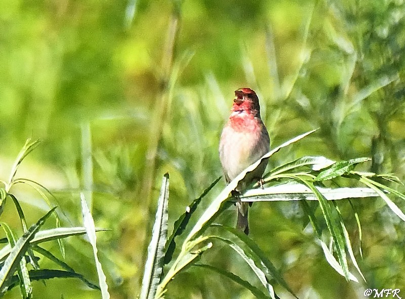 Common Rosefinch - ML620283361