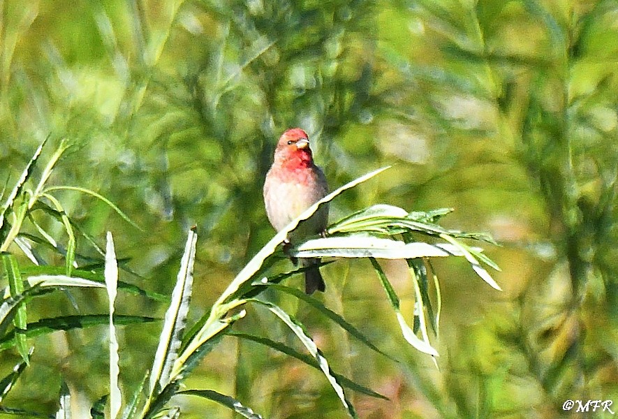 Common Rosefinch - ML620283362