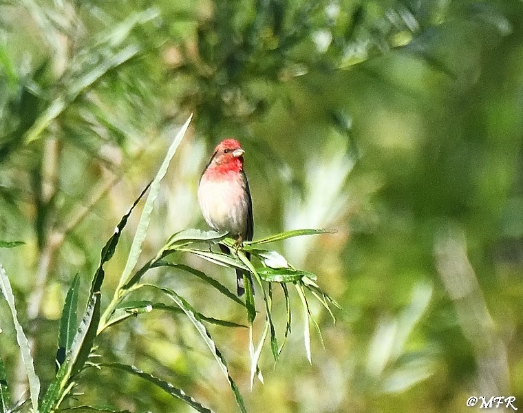 Common Rosefinch - ML620283364