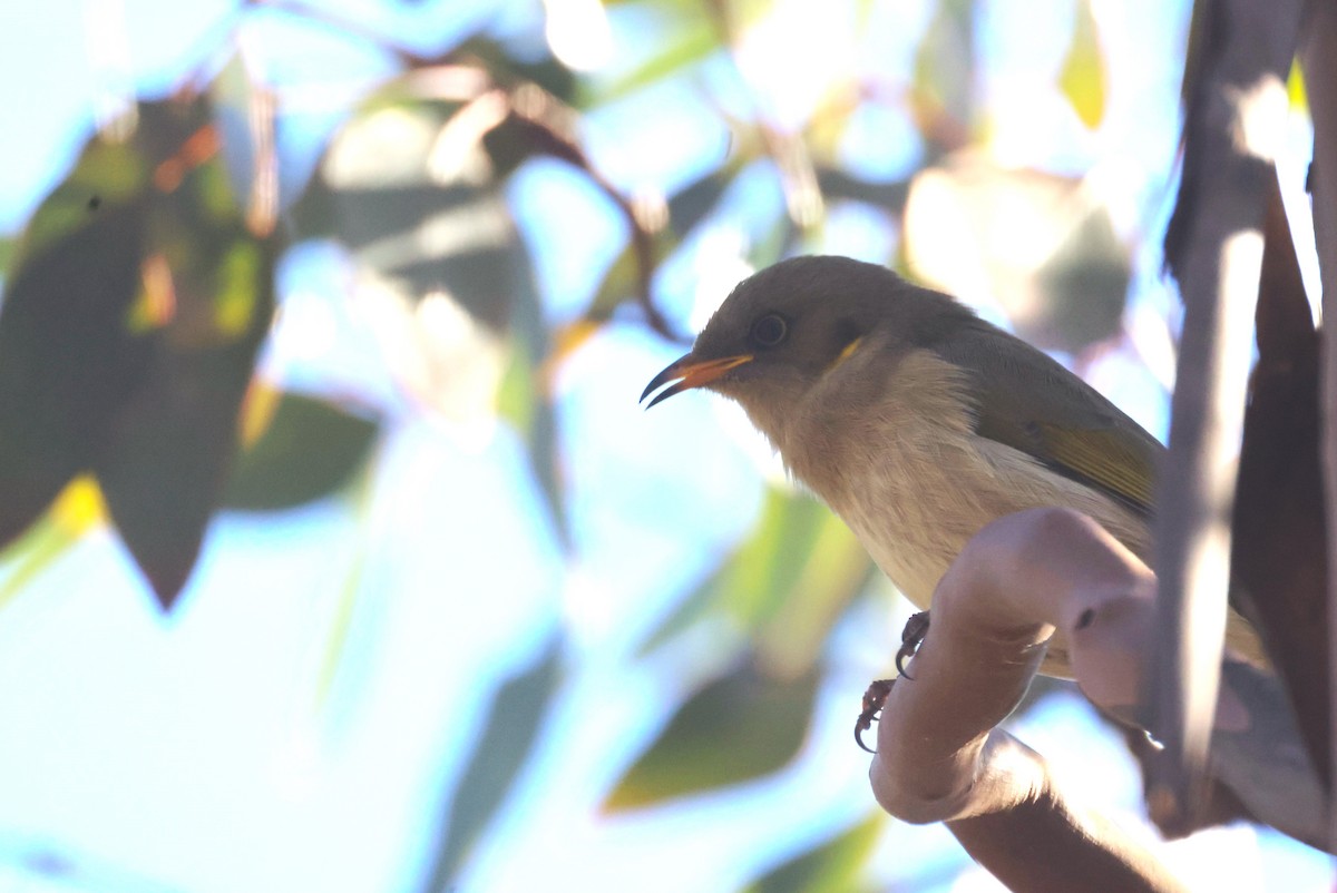 Fuscous Honeyeater - ML620283372