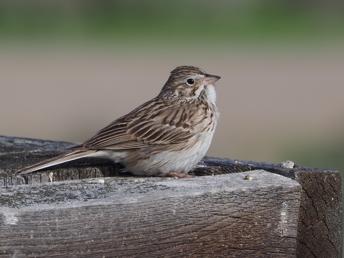 Vesper Sparrow - ML620283373