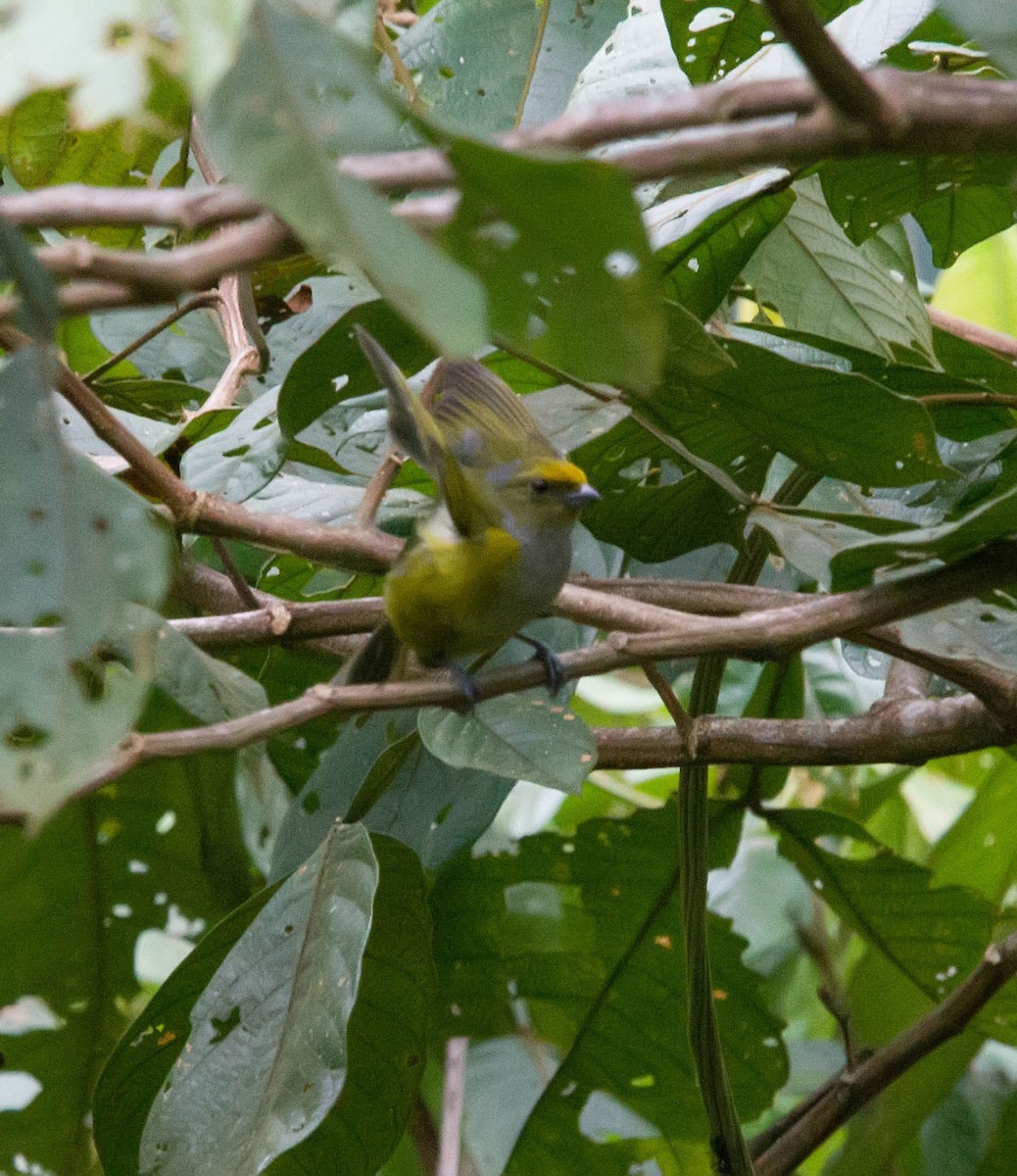 Orange-bellied Euphonia - ML620283386