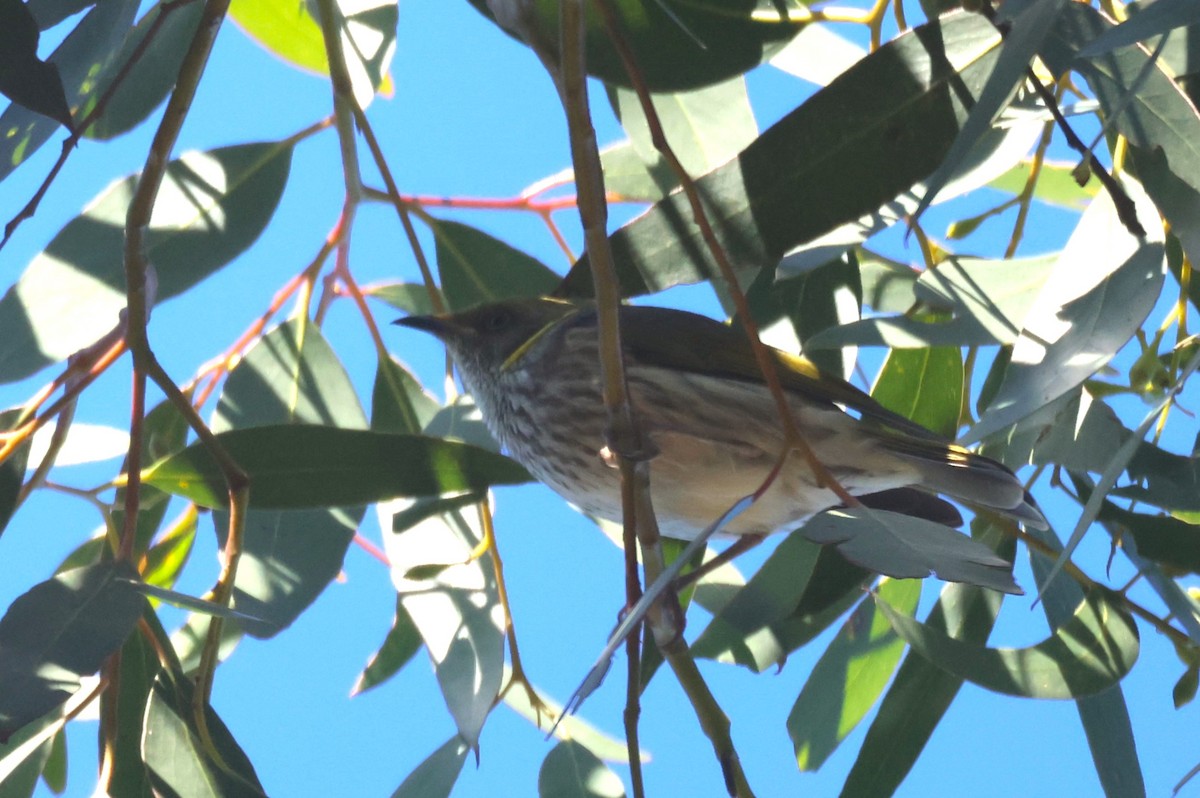 Yellow-plumed Honeyeater - ML620283387