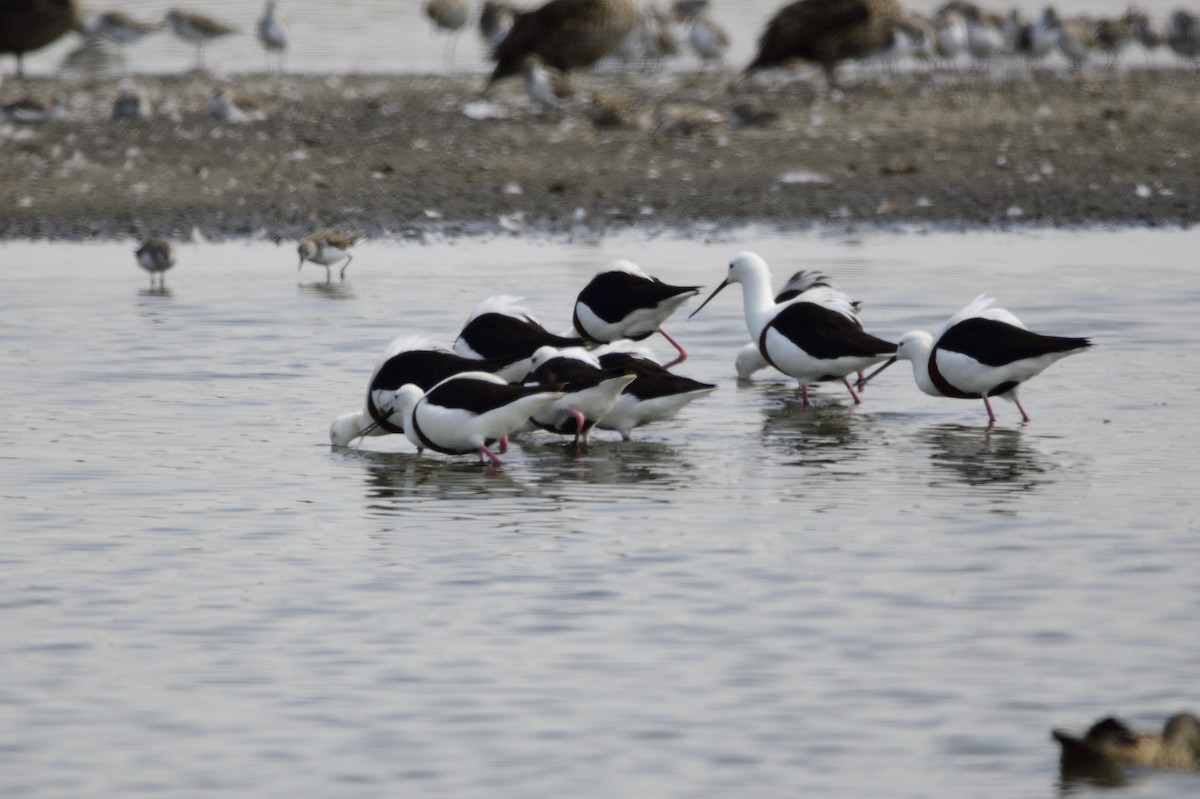 Banded Stilt - ML620283389