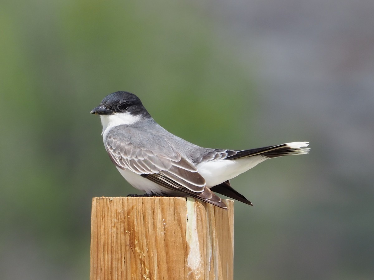 Eastern Kingbird - ML620283391