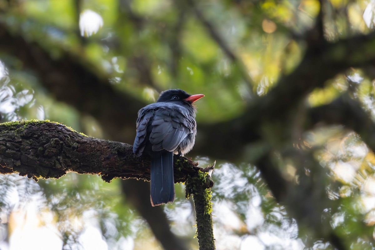 Black-fronted Nunbird - ML620283395