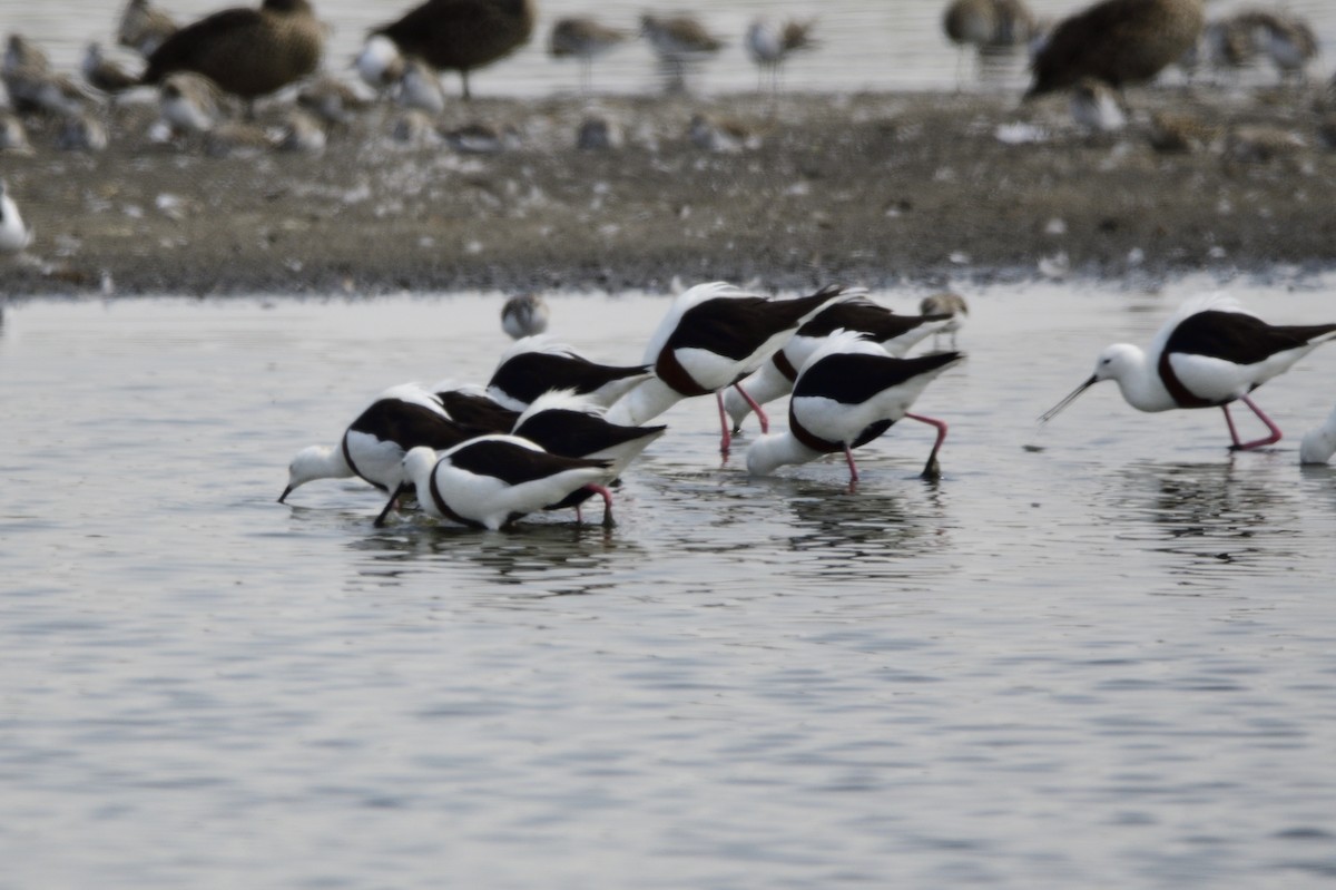 Banded Stilt - ML620283396