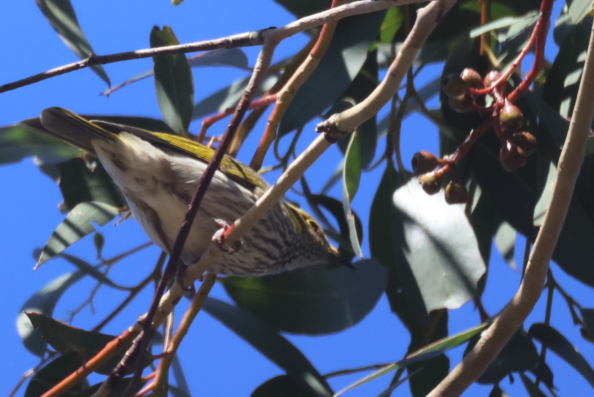 Yellow-plumed Honeyeater - GEOFFREY SHINKFIELD