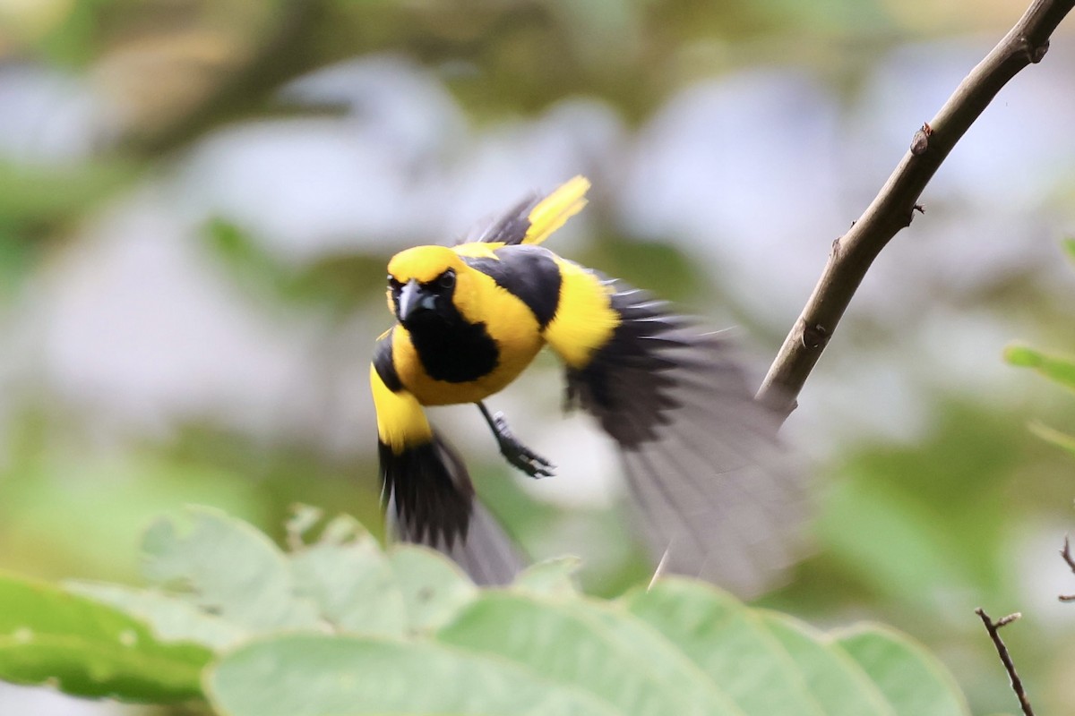 Yellow-tailed Oriole - ML620283399