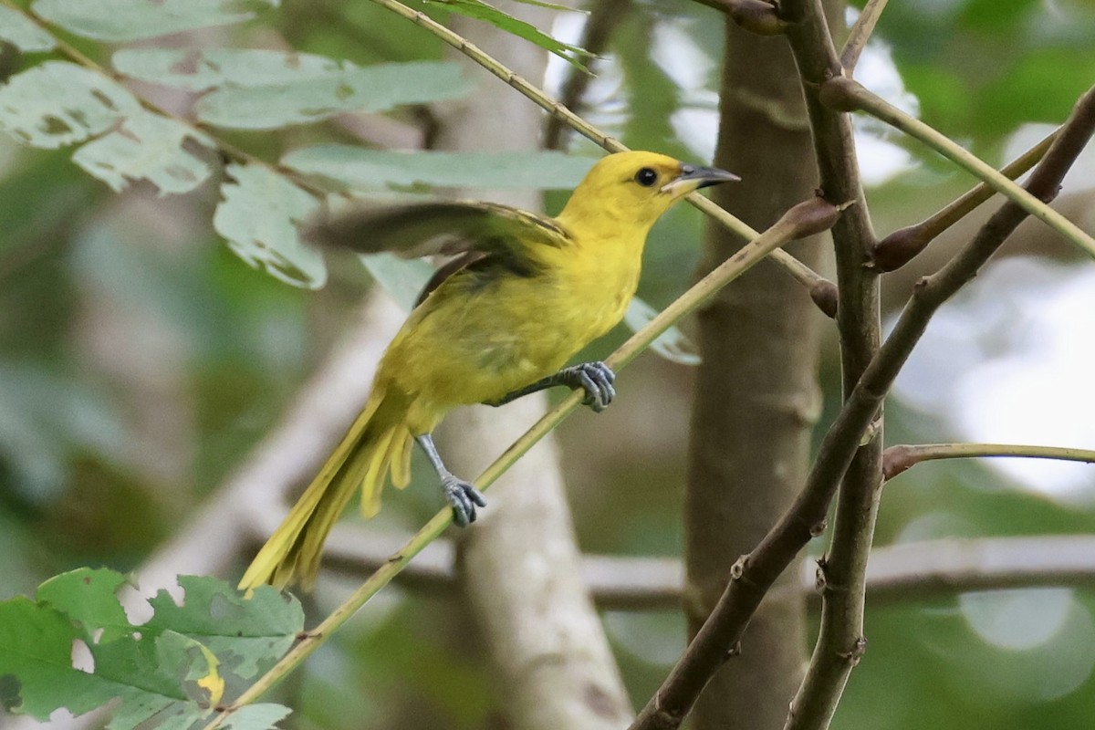 Yellow-tailed Oriole - ML620283400