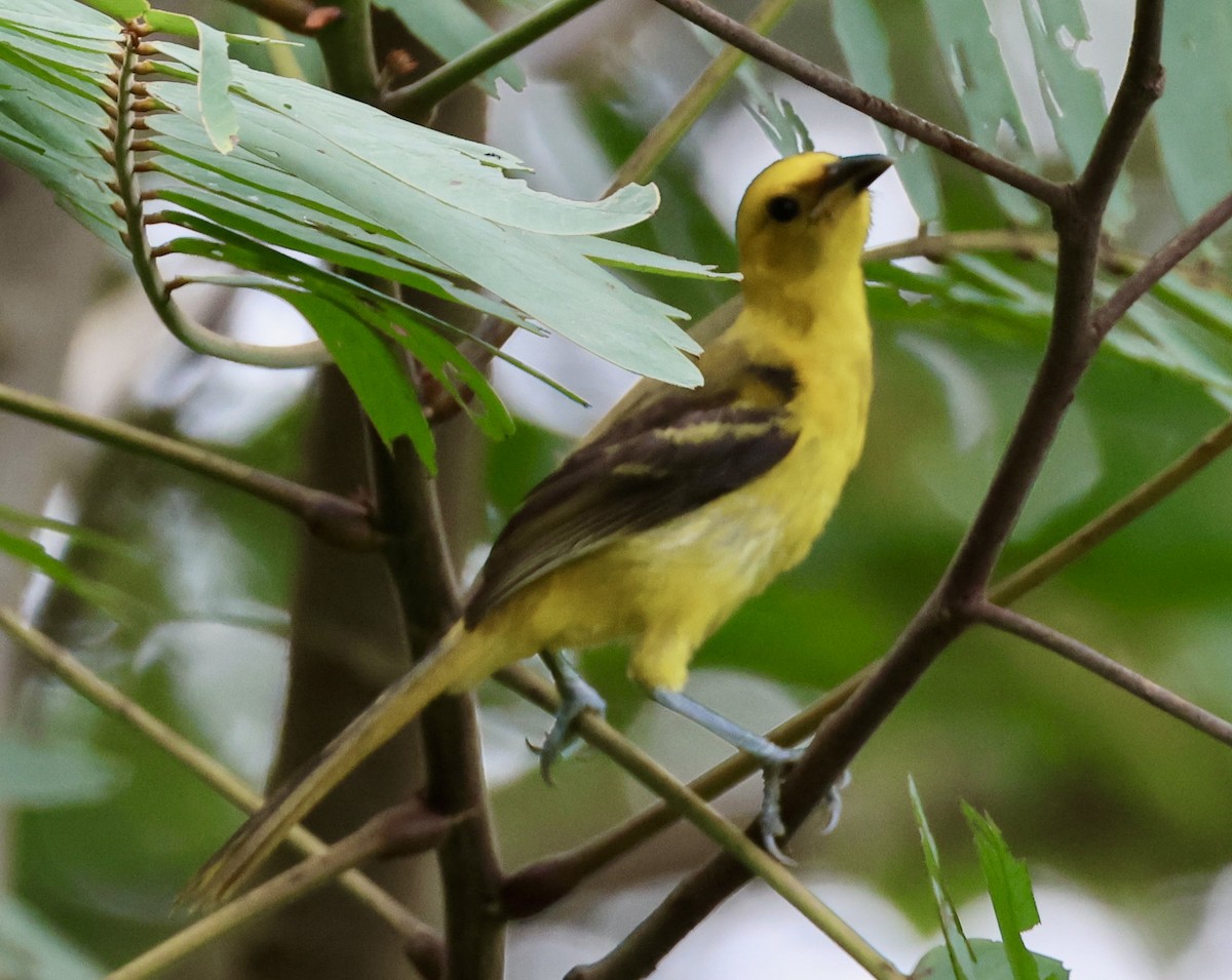 Yellow-tailed Oriole - ML620283401