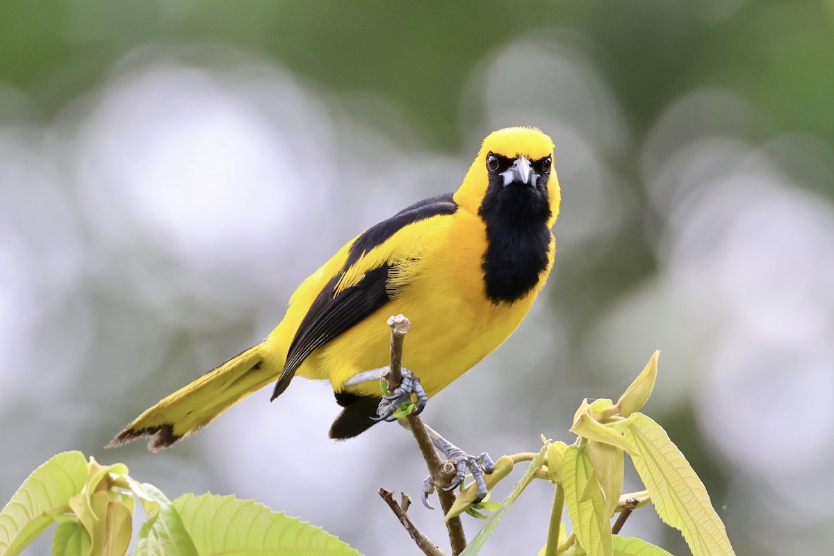 Yellow-tailed Oriole - ML620283402