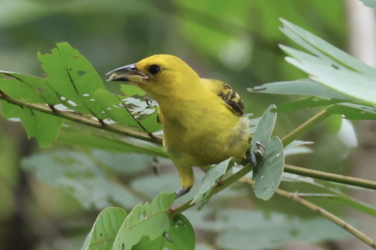 Yellow-tailed Oriole - ML620283403