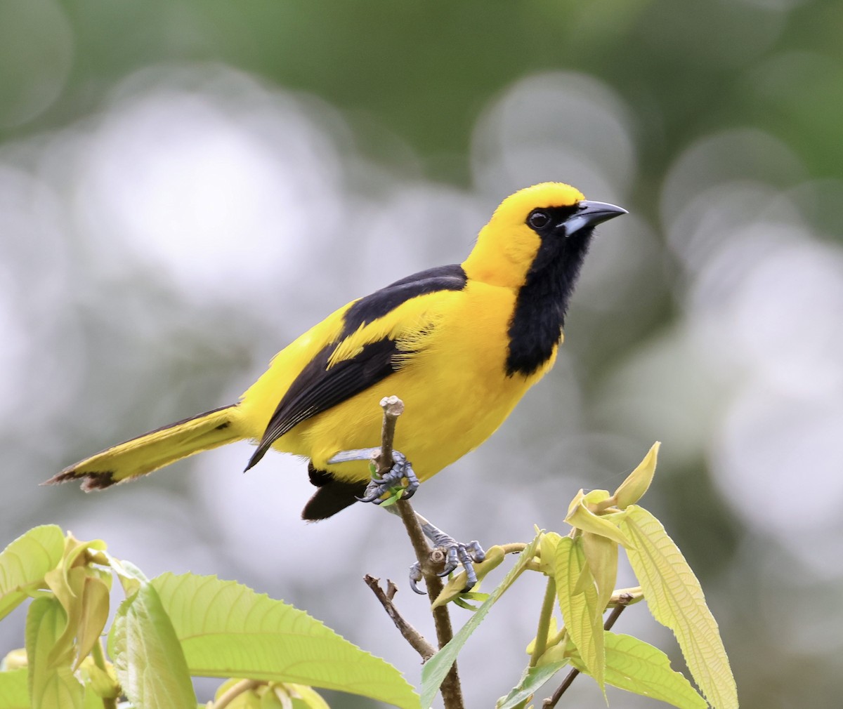 Yellow-tailed Oriole - ML620283404