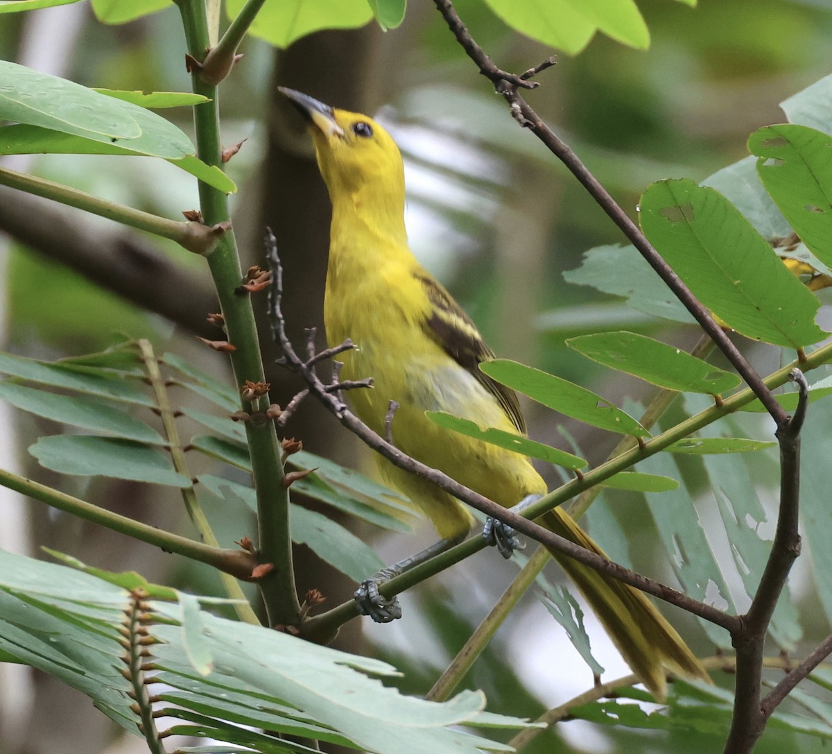 Yellow-tailed Oriole - ML620283405