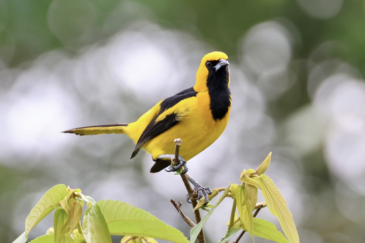 Yellow-tailed Oriole - ML620283407
