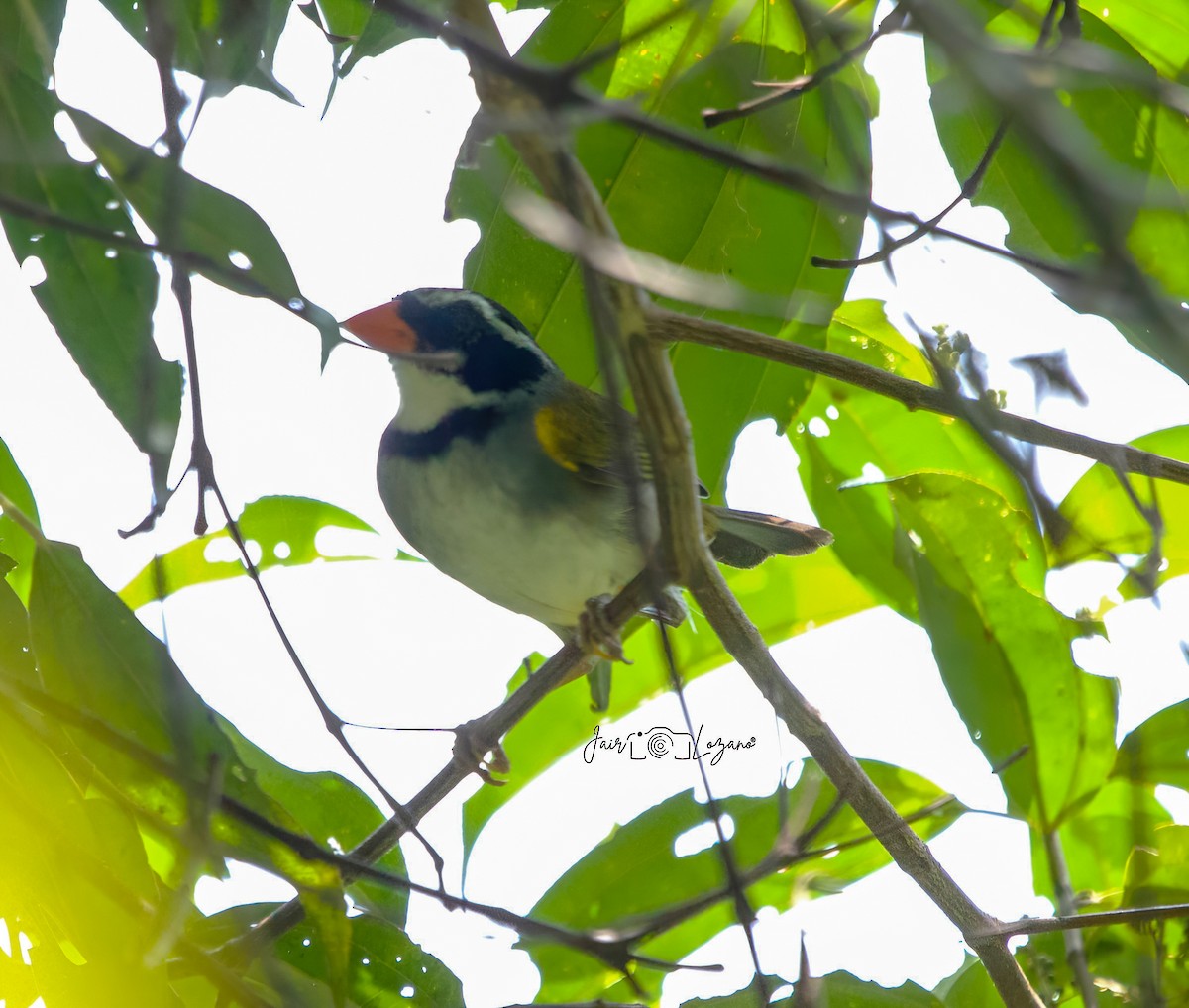 Orange-billed Sparrow - ML620283408