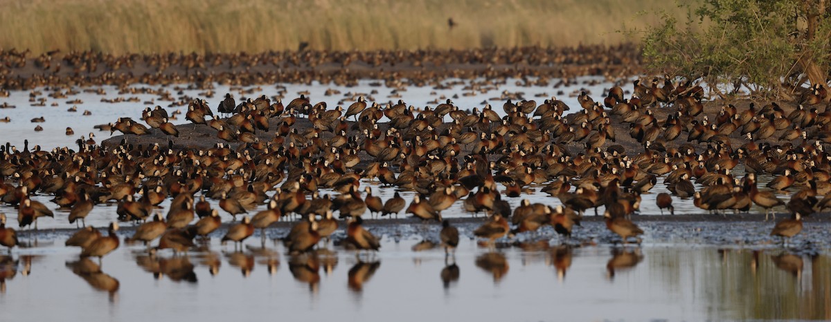 White-faced Whistling-Duck - ML620283415