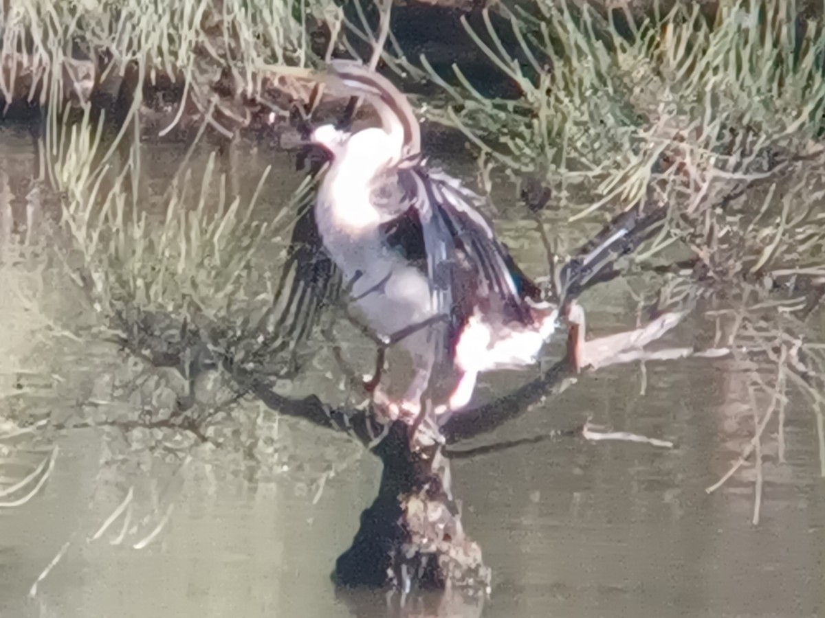 Anhinga d'Australie - ML620283421