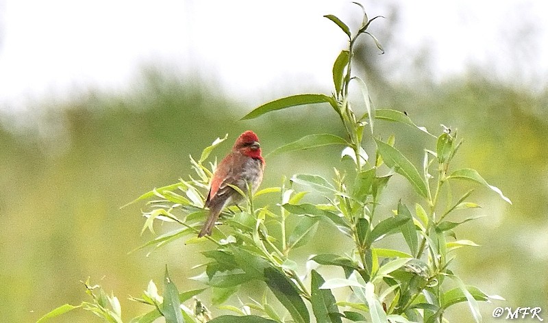 Common Rosefinch - ML620283428