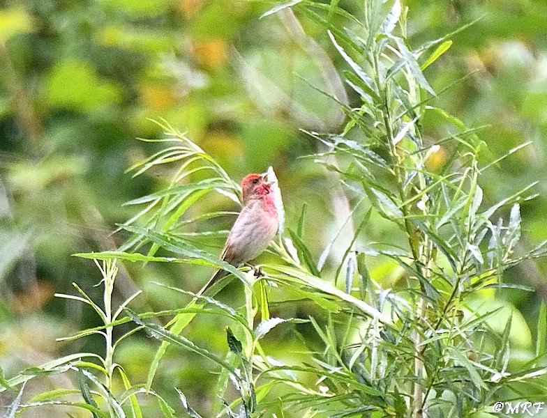 Common Rosefinch - ML620283429