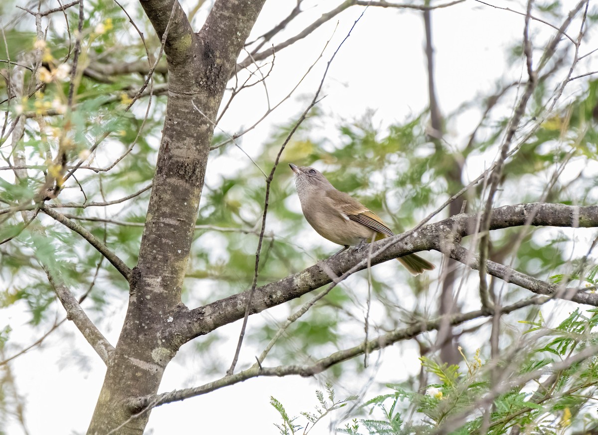 Golden Whistler - ML620283432