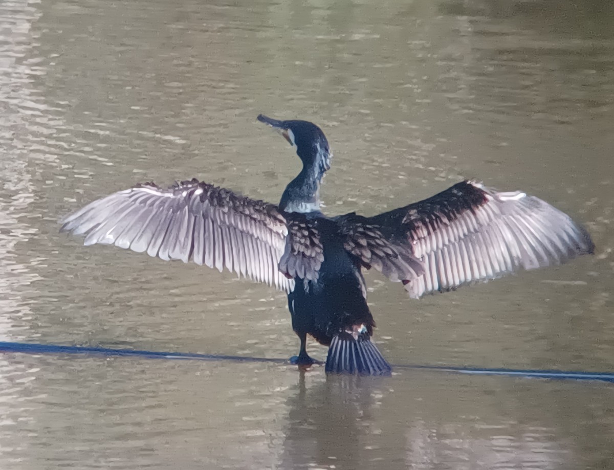 Great Cormorant - ML620283435