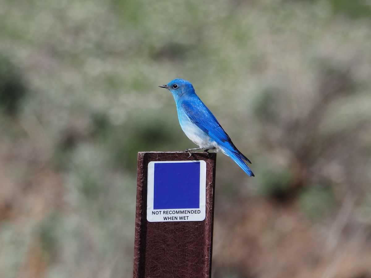 Mountain Bluebird - ML620283440