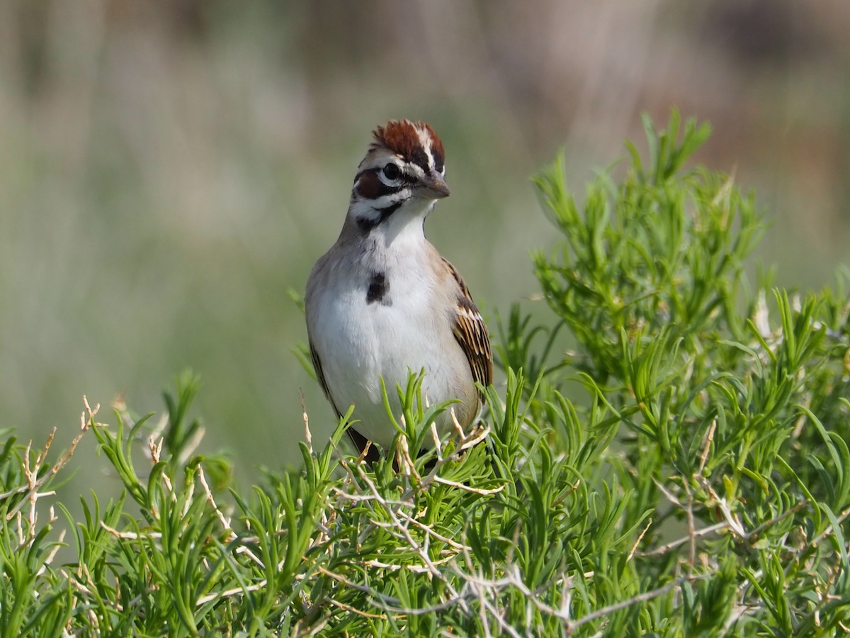 Lark Sparrow - ML620283443