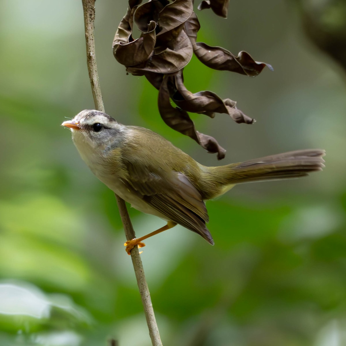 Paruline à couronne dorée - ML620283444