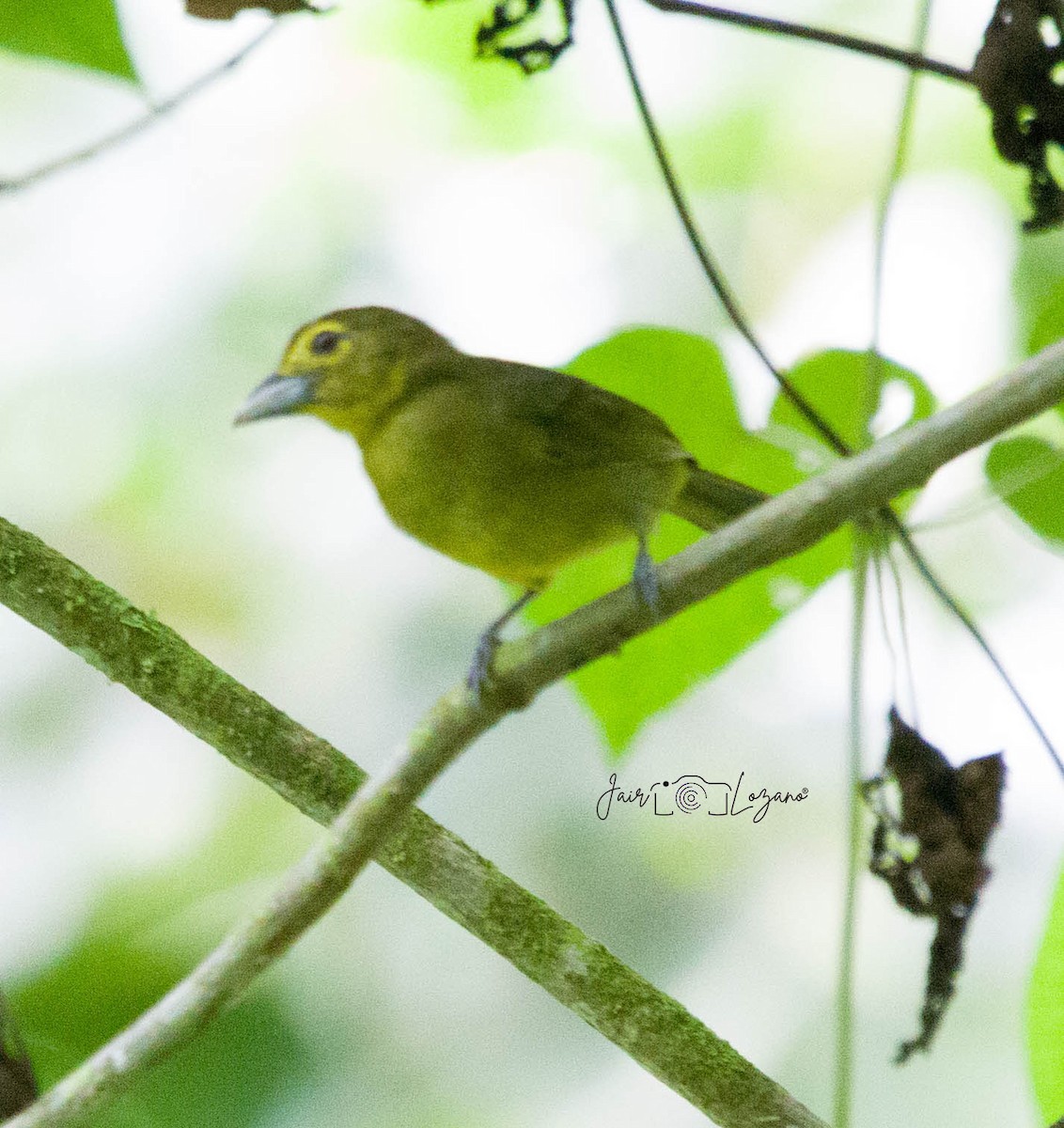 Lemon-spectacled Tanager - ML620283451