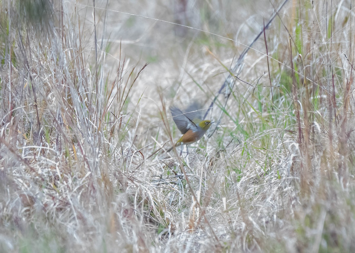 Silvereye - ML620283452