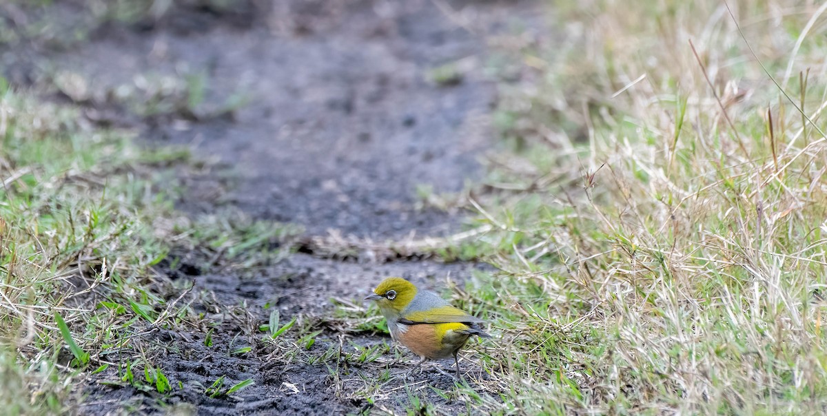 Graumantel-Brillenvogel - ML620283453